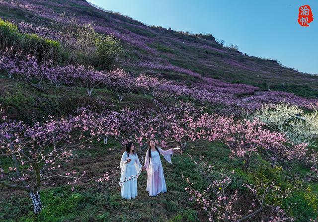 重庆春游天花板！潼南大仑山桃花盛放，人少景美，一秒坠入桃花源