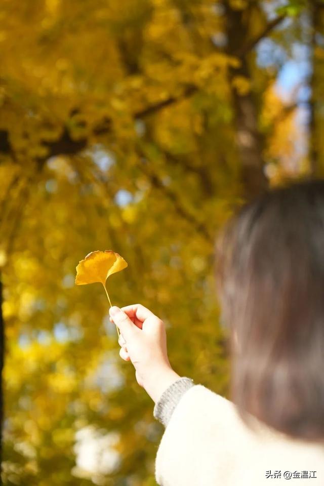 在“杏”福满满的大南街！这样拍超出片