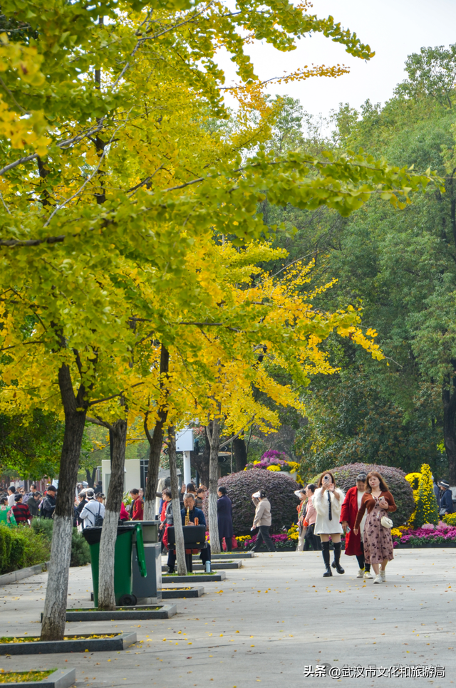 芦花不够看？江滩的银杏已经美疯了！