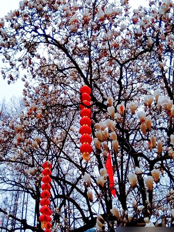 浙江一棵500年玉树，因开花太仙走红，宛如人间玉树	，拍照人挤人