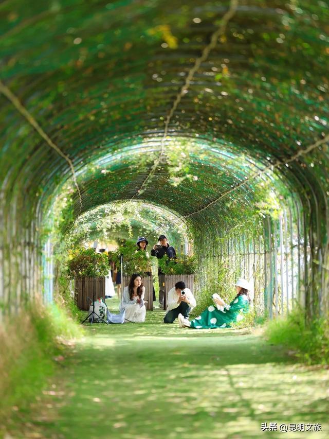 绿光隧道蔷薇花瀑💚昆明春天的隐藏副本