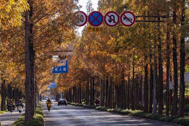 扬州长春路：半世纪水杉绘就生态走廊 “冬妆”