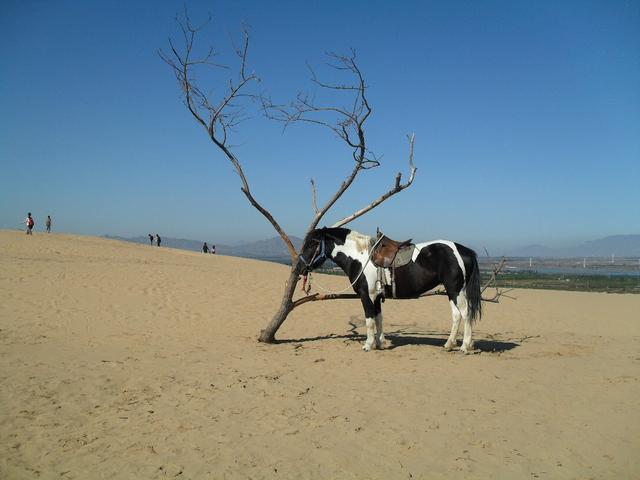 沙漠 | 不止西北！这些“家门口”的沙海颠覆你的认知