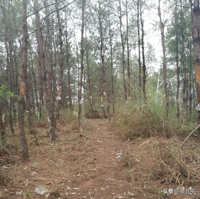 广西南宁市武鸣区深山里有战国古墓群，数量庞大极为罕见