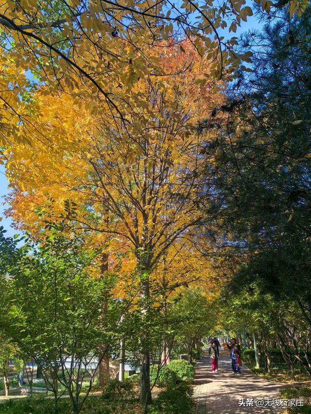 石家庄：秋色如画