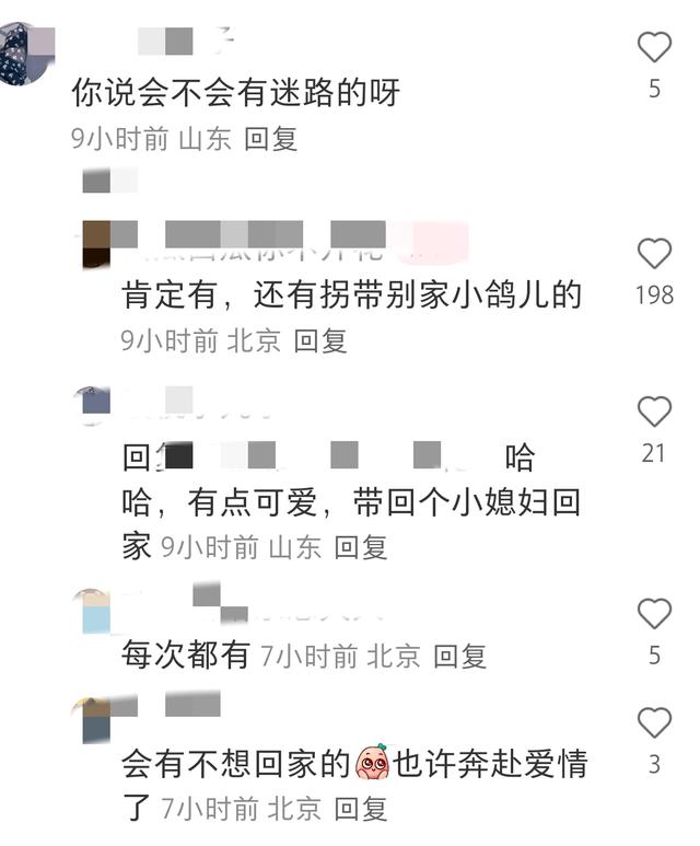 笑不活了！九三阅兵结束后鸽子走失，网友：你叔家20只 就回来4个