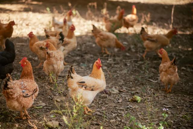 可惜你不听《枫》，不知道醴陵这片枫林到底有多美！