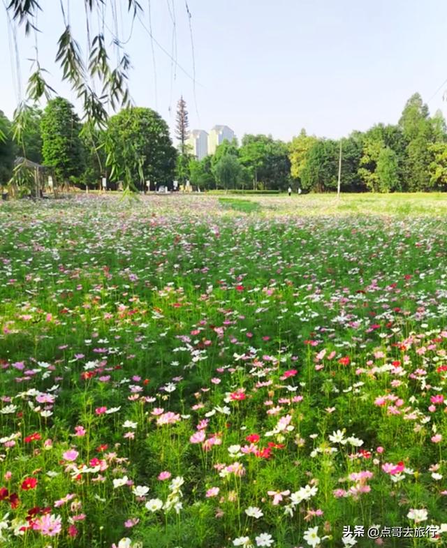 成都邛窑遗址公园，藏着格桑花海，壮观惊艳令人称奇，不要门票！