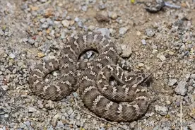 阿拉善蝮作为中国毒性最强的蝮蛇，它们的天敌居然是荒漠猫图片