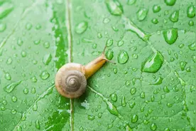 初春湿气至，怎样对照症状自查身体有无湿气？图片