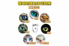 猫咪的瞳孔颜色决定性格，看看你家猫咪啥性格图片