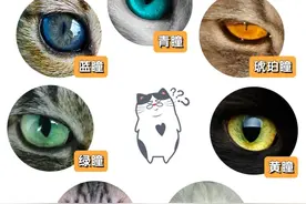 猫咪的瞳孔颜色决定性格，看看你家猫咪啥性格图片
