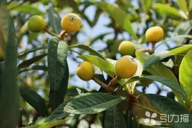 苏州这场大雨“催熟”东西山枇杷图片