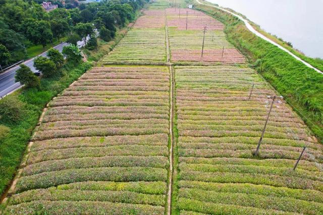 秋日限定！速来围观肇庆的绝美风光~