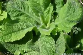 谁人不认识“野烟”植物！采药人称“化痰草”，抽烟的朋友了解下图片