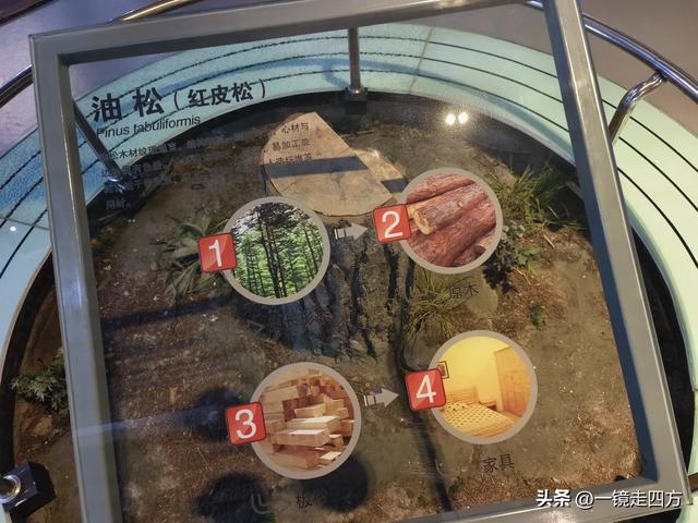 通化市自然博物馆