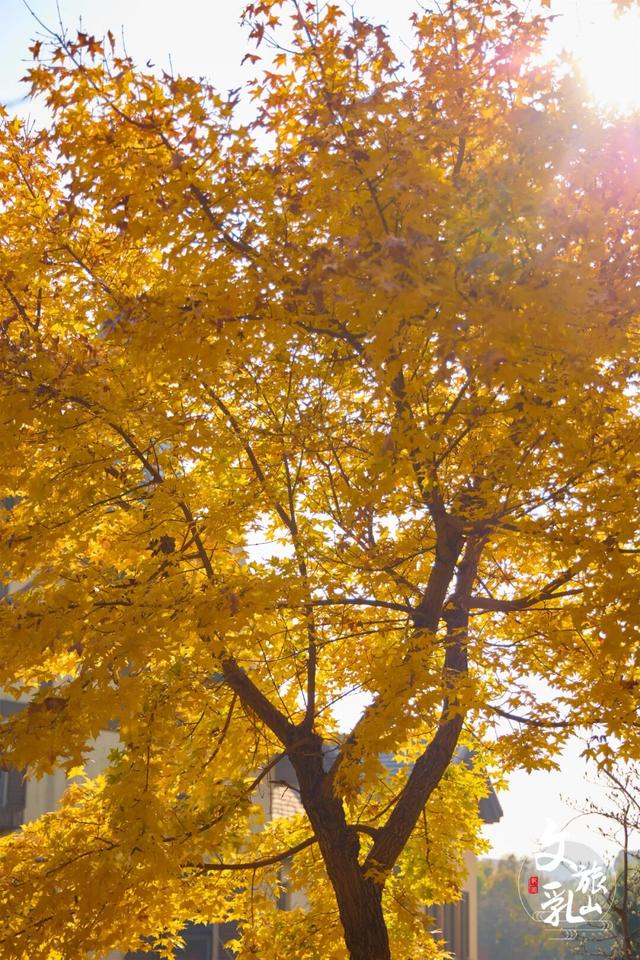 当秋风吻过乳山：一场关于色彩与治愈的漫步指南