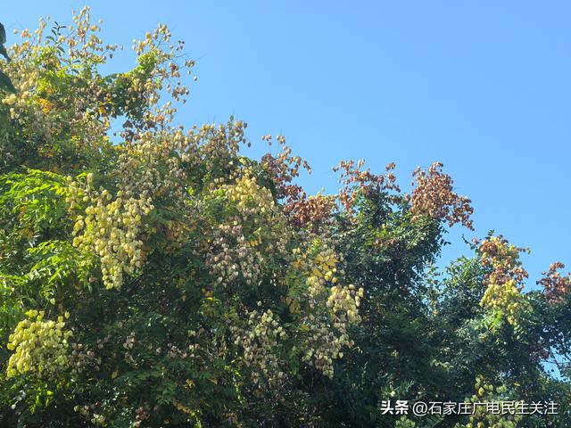 “黄花红果”栾树扮靓秋日美景