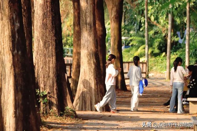 落羽杉红了,天鹅宝宝也出窝啦!