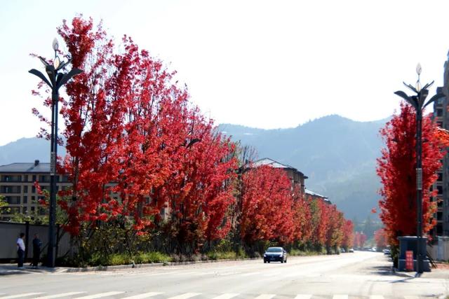 红了！红了！酉阳桃花源新城这条“红枫大道” 等你去打卡