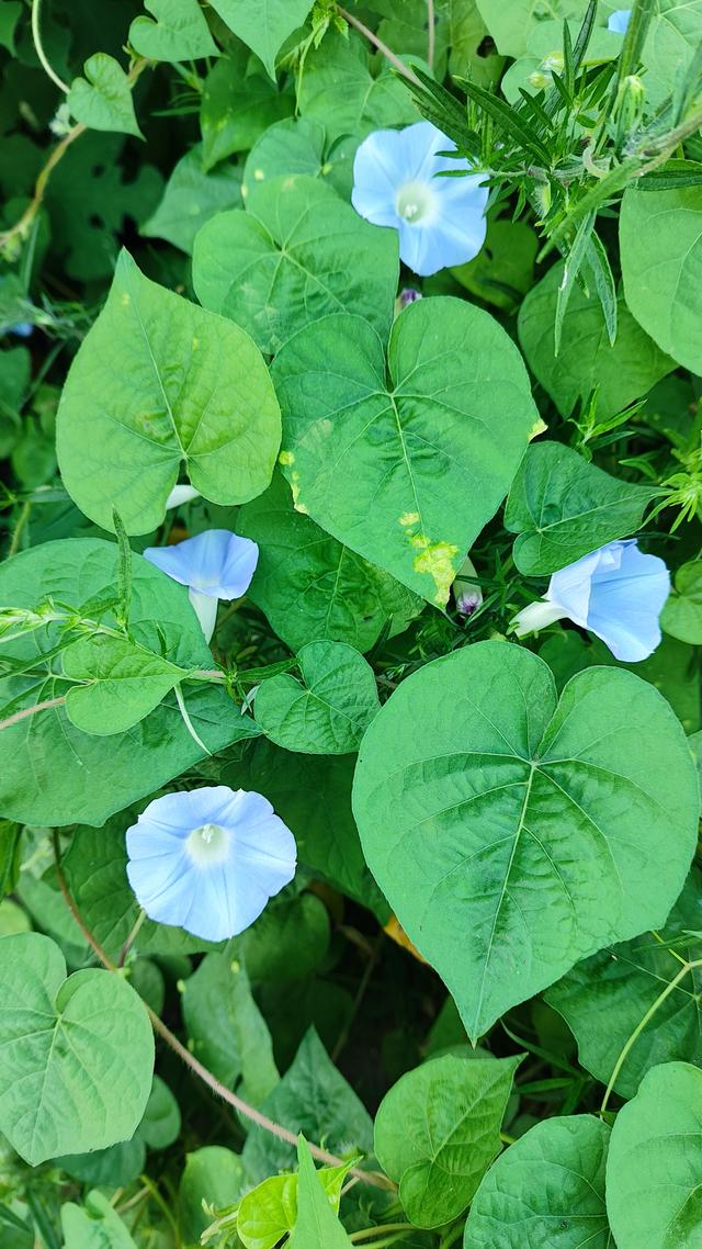 牵牛花的寓意与象征