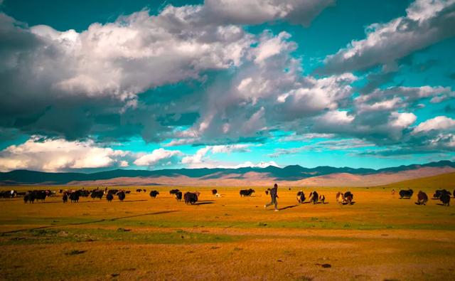 【辉煌60年·新时代西藏答卷】哲古草原：与藏野驴的秋日私语