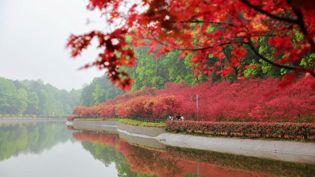 云南秋景疯玩指南！红叶、银杏，3条民族风路线承包你的绝美秋景
