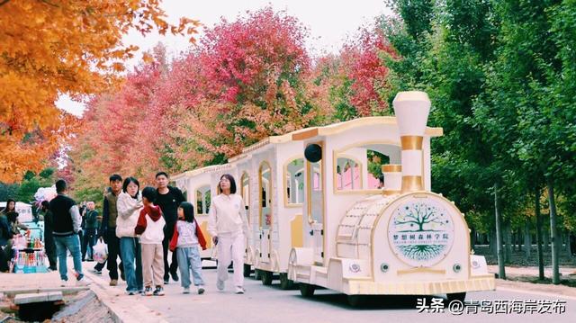 层林尽染，西海岸“枫”景如画！