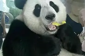 谁说一定要长得好看？长得好笑不行吗？盘点长相搞笑的大熊猫图片