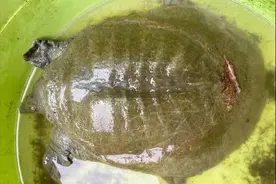 想要甲鱼钓得多？知道甲鱼这三点就够了！我最高一天钓过12只！图片