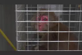 “大圣”落难，幸好遇到了他们......图片