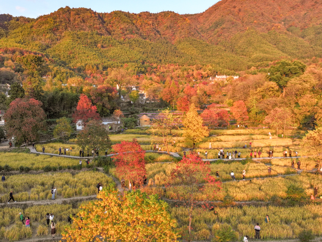 塔川秋色已上线！乌桕+民宿，等你来打卡~ | 皖美秋日
