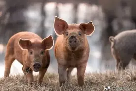 你听过为了吃肉，直接在活猪屁股上去砍肉吗？满猪圈的追着砍！图片
