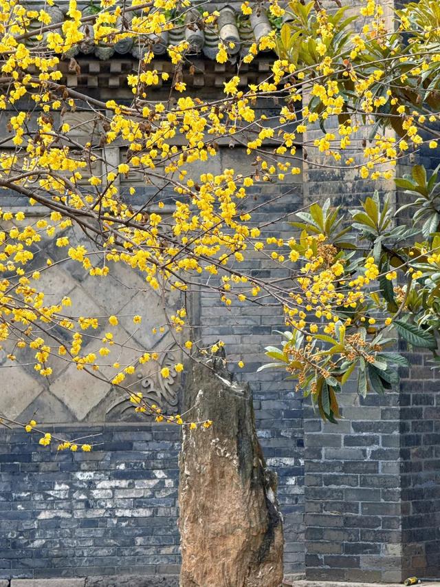 周末一日游 | 西安冬日8个免费赏腊梅好去处