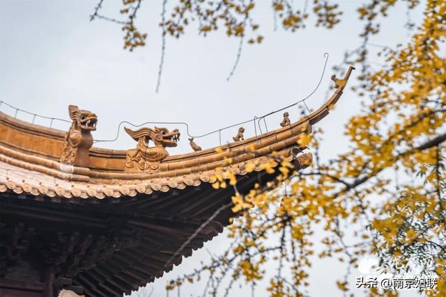 “含金量”渐满～南京的浪漫藏不住了！