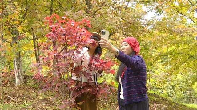 200亩枫海,11月初红艳上线!快来这里赏 “秋日大片”~