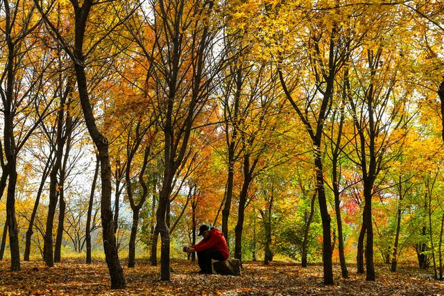 泗水县万紫千红旅游区：静谧而斑斓的生态画卷