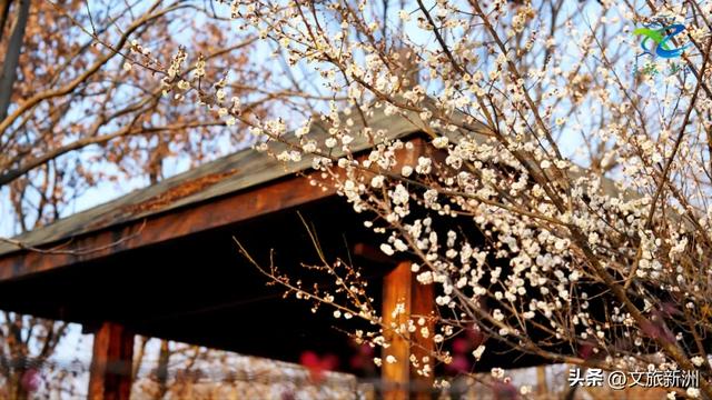 新洲梅花抢先打卡！抓住冬日第一抹绽放的色彩