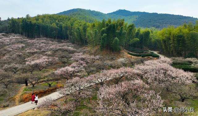一树青梅映竹海 春节记得到宜兴打卡1.6万亩“雪海”