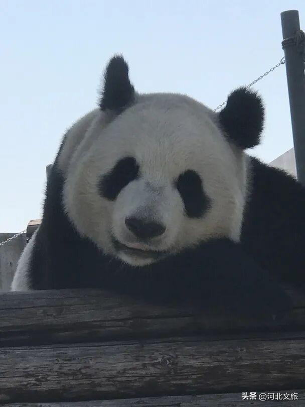 在保定，体验真实版“疯狂动物城”！