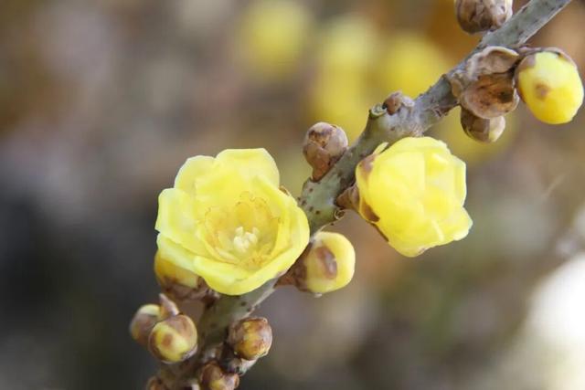 好看、好吃、好玩！富阳这个镇，值得一游！