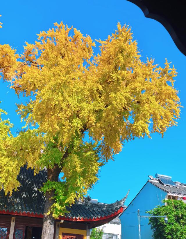 银杏鎏金，满城秋意关不住