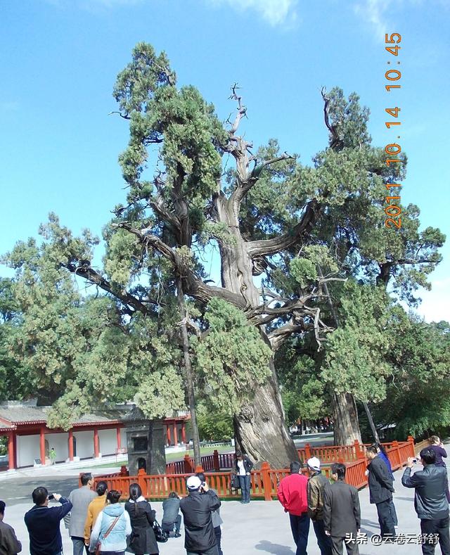 孔林关林松，揖向轩辕柏