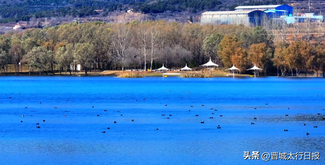 晋城变身“候鸟天堂”，一起来文明观鸟～