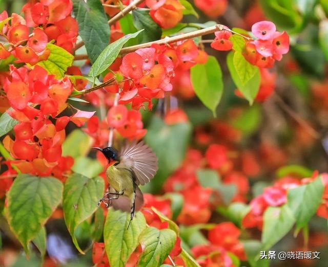 起落悲喜皆诗行	，且行且惜绘人生