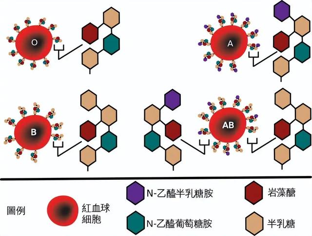 凭血型断命运超流行？起源是草率研究，真相背后暗藏心理陷阱