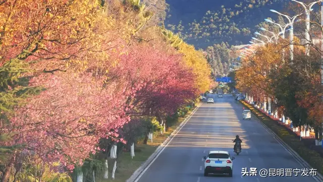 寻找旅居晋宁的密码