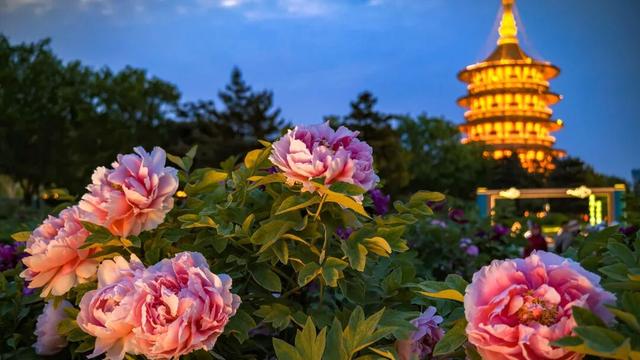 护航牡丹文化节丨黑的白的红的黄的紫的绿的蓝的