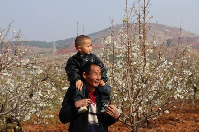 弥渡东谷万亩梨花绽放，赏花正当时！
