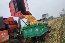 截至9月29日，全省秋作物已收获6727万亩，预计豫南地区收获进度仍受降雨影响图片